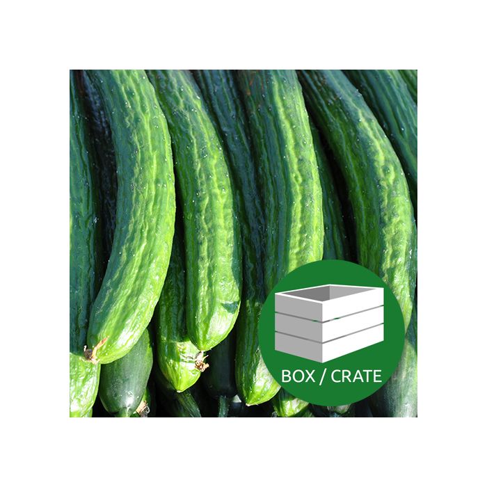Cucumber - Approx 14x150gr Box