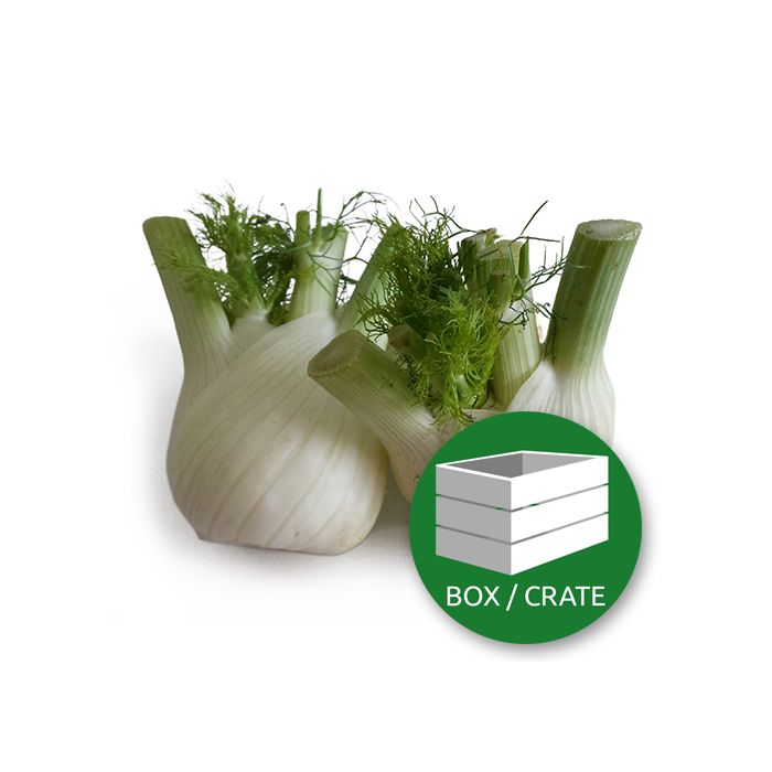 Fennel - Approx 3kg Box