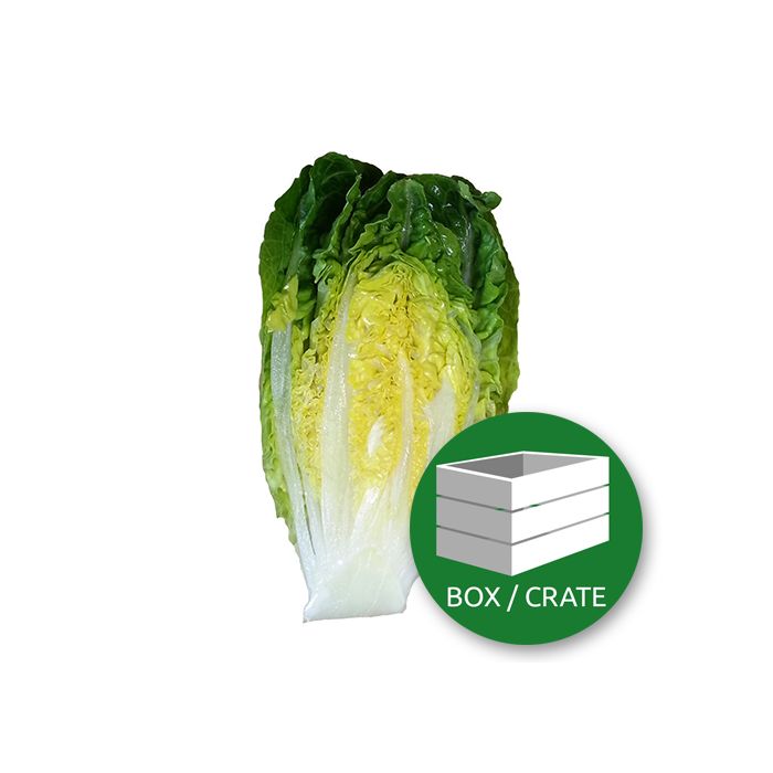 Little Gem Lettuce - Approx 8x200gr Box