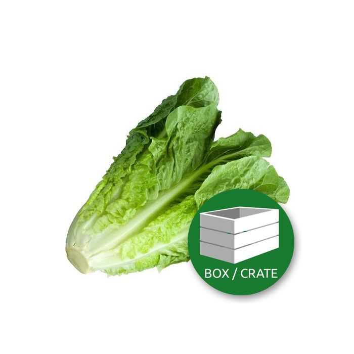 Large Roman Lettuce - Approx 8x250gr Box