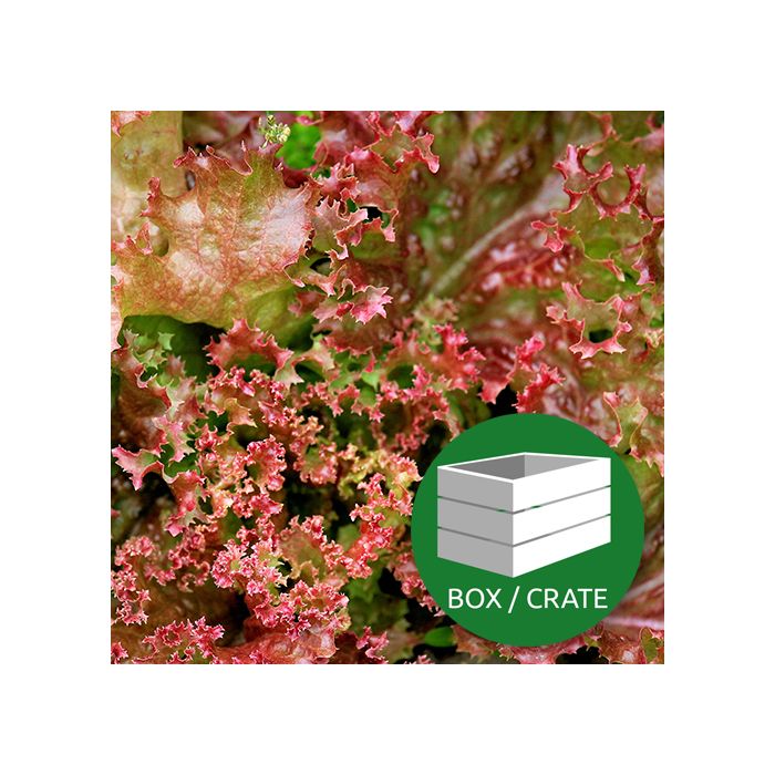 Lolo Salad Red - Approx 12x150gr Box
