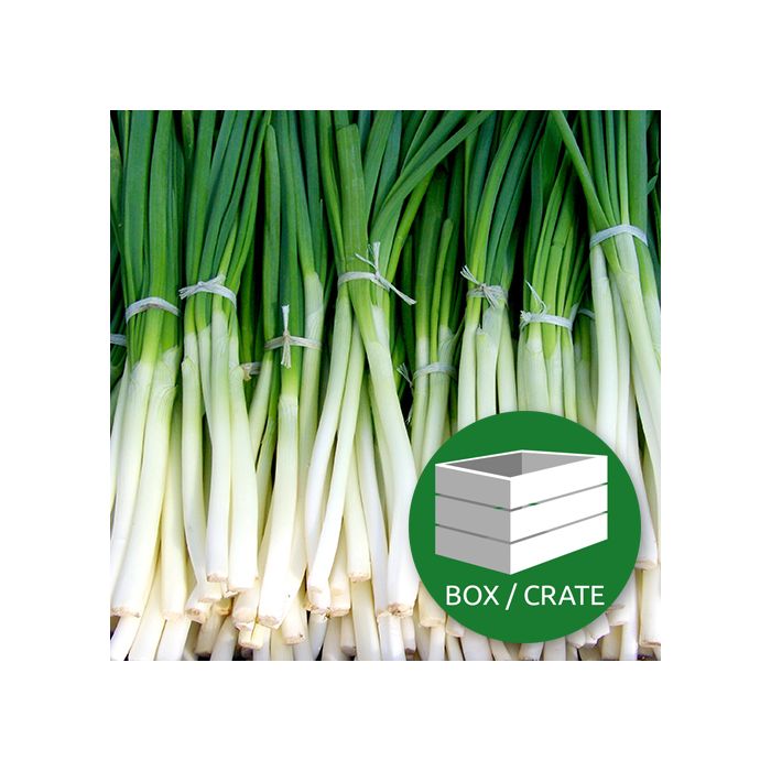 SPRING Onions - Approx 14x100gr Box