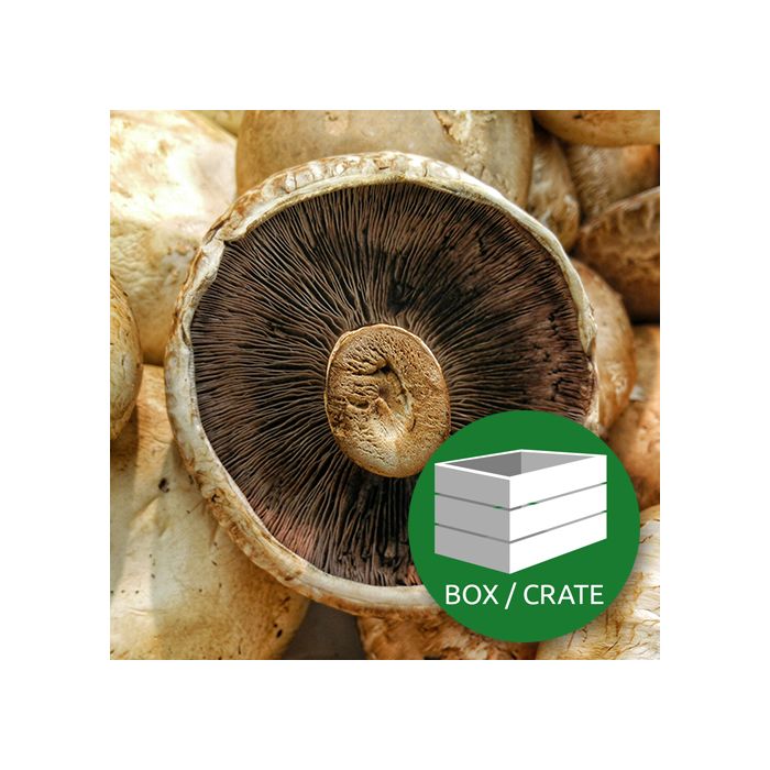 Flat Cap Mushroom Approx 1.8kg Box
