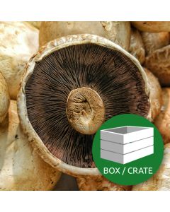 Funghi Prataiolo - Flat Cap Mushroom - 1.8 kg Box